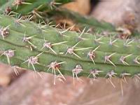 Cleistocactus samaipatanus (fam Cactacees) (Bolivie) (3) (Photo F. Mrugala)
